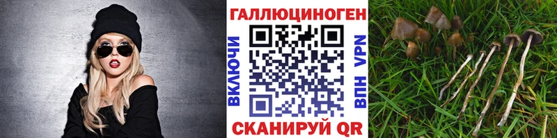 где купить наркоту  Камышлов  Псилоцибиновые грибы мицелий 