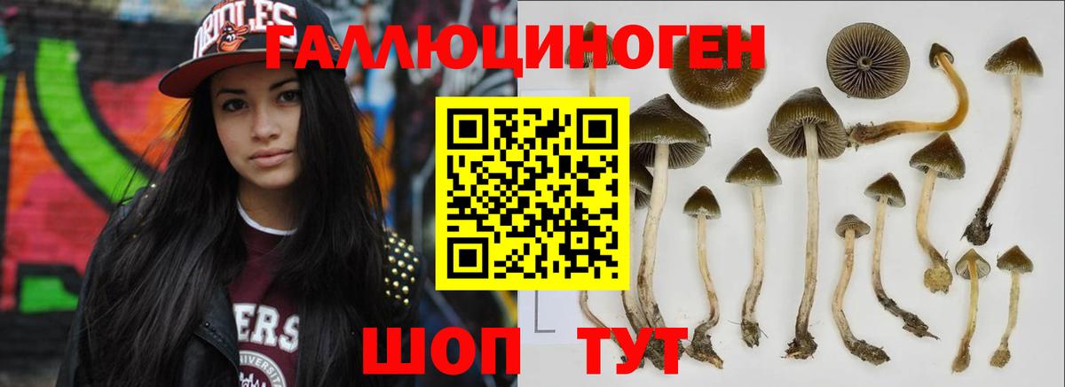 Псилоцибиновые грибы Psilocybine cubensis Камышлов